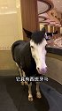 看一下不一样的名贵马儿马 动物
