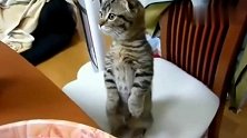 这就是那只很出名的讨吃猫