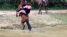 农场主拿着烙铁给马儿烙印，疼得马儿发起反击，一脚将男子踢飞！