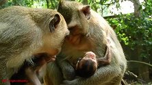 大猴子养育小猴子就跟人类养育小孩子一样