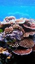 大堡礁：色彩绚丽的海底奇观
