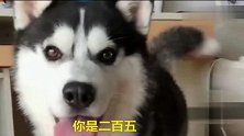 主人狠揍狗狗，狗狗气的骂其是二百五，主人瞬间发飙了