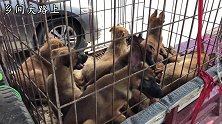 农村大哥马犬下10个小狗，一个卖800多块，这一窝狗挣不少钱