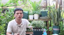 杜鹃花花败后，这样摘一下喂点它，明年就开花