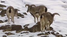 在应付自然天敌方面，岩羊也有一套自己保护策略