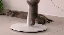 趁主人不在家，猫咪又开始跳钢管舞了，这妖娆的姿势太有样了！