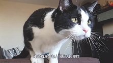 猫真有九条命老外从高楼扔下99只猫咪做实验，结局让人意外