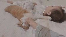 橘猫换我保护你可好