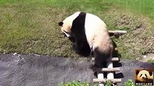 懒洋洋的熊猫结浜在草皮上抓来抓去，蹭来蹭去：熊生好无聊！