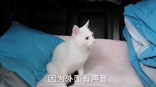 带着猫咪大队伍到防城港过冬，结果温暖的地方第二天也变成了寒冬