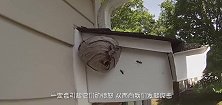 男子在后院发现一个小洞，拿来清洁工具，轻松将马蜂一网打尽