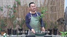 养四季柠檬树，自制1种“有机液肥”喂给它，让它长得茎粗叶茂