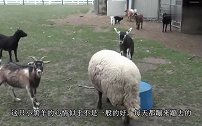母羊突然怀孕，生下小羊后主人一脸懵兄弟，你爹是谁