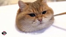 主人把猫咪画的栩栩如生，仔细一瞧后，可就很尴尬了