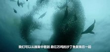 潜水员下海拍沙丁鱼群，却吸引了无数海豹鲸鱼，镜头记录全过程
