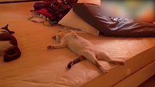 小猫仰面躺在床上，竟然呼呼大睡，真是可爱！