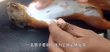 一只小松鼠不幸触电，男子为它做心肺复苏，接下来的画面太感动