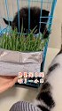 带我家的猫吃猫草了，经过精选培育，猫草长大特别好