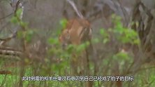 豹子擒获羚羊，羚羊装死躲过一劫，网友：绝对的老戏骨！