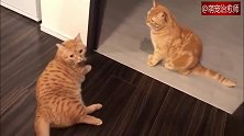 两只猫咪僵持了很久，最后其中一只猫一招化解尴尬，太可爱了！