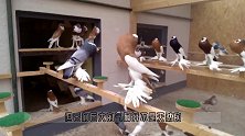 鸽子长着核桃嘴这审美太独特，网友直呼看不懂！