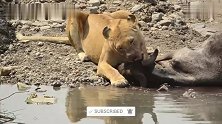 母狮在水坑边捕获角马，大快朵颐，连吃带喝