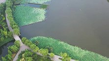 航拍济南大明湖，满池荷塘碧连天，即将华丽绽放