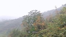 小伙姐弟俩起早上山捡板栗，三个小时的收获，不错吧