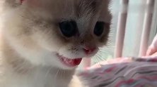 狸花猫：为了一罐好吃的肉罐头，我都把自己变成狗啦
