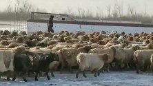 致敬！新疆民警零下30度暴雪为牧民找800只羊