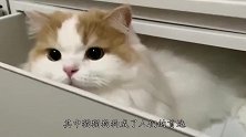 这只小奶猫短短几分钟，收获千万粉丝，它到底有何魔力？