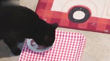 你这猫咪真的是能吃呢，每次见你都在吃，真是好玩！