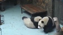 熊猫奇一偷吃了别熊的苹果，被两只熊猫群殴！皮都要破了，好可怜