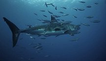 鱼疗！南非一大白鲨与数十条小鱼发生身体摩擦以去除角质