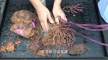 移栽这棵“大薯”，后期养护得好，那可就有口福了
