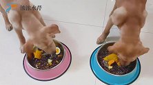 给狗做五谷杂粮饭，有菜有肉吃到撑都停不下来，铲屎官只好抢狗盆