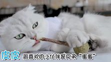 给猫咪尝下木天蓼，刚啃半根就嗨起来了，比猫薄荷还喜欢吃！