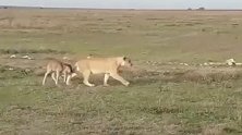 罕见！母狮看到小角马母性大发 一路带它找妈妈