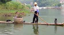 鱼的天敌是鱼鹰，看渔夫如何带鱼鹰捕鱼，引得周围游客连连称奇！