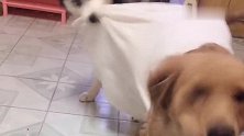 二哈不让金毛穿衣服，非要给它脱下来，金毛一脸的无奈