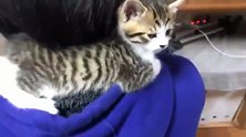 粘人的小奶猫，主人在干活没空陪它，它就爬到主人衣服帽子上睡觉