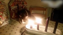 小猫抬起爪子，对着蜡烛就打了下去，真是搞笑！