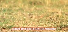 黄鼠狼作死挑衅猫咪，一口咬住猫咪的喉咙，结果会怎样呢
