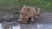 沙卡雄狮：喝水时遭遇“庞然大物”的驱逐，无力还击，狼狈撤退