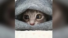 好萌的小猫咪啊，只露着大大的眼睛，看着可爱极了！
