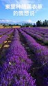 #新疆 真正的薰衣草长啥样