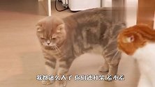 猫爸猫妈正在打架，不料被孩子撞个正着，下一秒请忍住别笑
