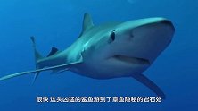 精彩！巨型章鱼潜伏伪装捕食鲨鱼，镜头拍下罕见全过程