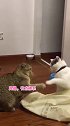 猫：忍一时风平浪静，退一步？？？喵 全村最馋的女子