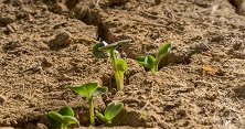 我国花7年在沙漠种出蔬菜，效果和土地一样，未来沙漠可以种地？